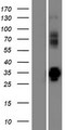 VPS37D Protein - Western validation with an anti-DDK antibody * L: Control HEK293 lysate R: Over-expression lysate