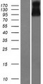 VSIG10 Protein - Western validation with an anti-DDK antibody * L: Control HEK293 lysate R: Over-expression lysate