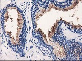VSIG2 Antibody - IHC of paraffin-embedded Human prostate tissue using anti-VSIG2 mouse monoclonal antibody. (Heat-induced epitope retrieval by 10mM citric buffer, pH6.0, 100C for 10min).