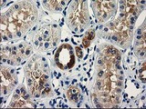 VSIG2 Antibody - IHC of paraffin-embedded Human Kidney tissue using anti-VSIG2 mouse monoclonal antibody.