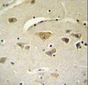 VSTM2A Antibody - VSTM2A Antibody immunohistochemistry of formalin-fixed and paraffin-embedded human brain tissue followed by peroxidase-conjugated secondary antibody and DAB staining.