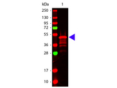 VSV-g Tag Antibody - Western blot of Rabbit anti-VSV-G antibody. Lane 1: 12 Epitope Tag Protein Marker Lysate - MB-301-0100. Lane 2: none. Load: ~10 ug per lane. Primary antibody: VSV-G antibody at 1:1000 for overnight at 4C. Secondary antibody: DyLight 649 rabbit secondary antibody at 1:10000 for 45 min at RT. Block: 3% BSA-TBS 2H at RT. Predicted/Observed size: ~50 kDa for VSV-G. Other band(s): VSV-G splice variants and isoforms.