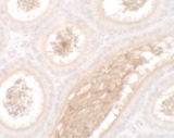 WAC Antibody - Immunohistochemistry of WAC in mouse testis tissue with WAC antibody at 2.5 ug/ml.
