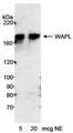WAPAL / WAPL Antibody - Detection of Human WAPL by Western Blot. Sample: Nuclear extract (NE) from HeLa cells. Antibody: Affinity purified rabbit anti-WAPL antibody used at 0.2 ug/ml. Detection: Chemiluminescence with an exposure time of 20 minutes.