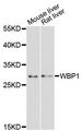 WBP1 Antibody - Western blot analysis of extracts of various cell lines, using WBP1 antibody at 1:3000 dilution. The secondary antibody used was an HRP Goat Anti-Rabbit IgG (H+L) at 1:10000 dilution. Lysates were loaded 25ug per lane and 3% nonfat dry milk in TBST was used for blocking. An ECL Kit was used for detection and the exposure time was 90s.