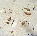 WBP2 Antibody - WBP2 Antibody immunohistochemistry of formalin-fixed and paraffin-embedded human brain tissue followed by peroxidase-conjugated secondary antibody and DAB staining.