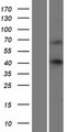 WBP4 Protein - Western validation with an anti-DDK antibody * L: Control HEK293 lysate R: Over-expression lysate