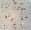 WDPCP / FRITZ Antibody - CB086 Antibody immunohistochemistry of formalin-fixed and paraffin-embedded human brain tissue followed by peroxidase-conjugated secondary antibody and DAB staining.