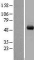 WDR1 Protein - Western validation with an anti-DDK antibody * L: Control HEK293 lysate R: Over-expression lysate