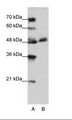 WDR13 Antibody - A: Marker, B: Jurkat Cell Lysate.  This image was taken for the unconjugated form of this product. Other forms have not been tested.