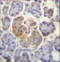 WDR25 Antibody - WDR25 Antibody immunohistochemistry of formalin-fixed and paraffin-embedded human pancreas tissue followed by peroxidase-conjugated secondary antibody and DAB staining.
