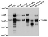 WDR26 Antibody - Western blot analysis of extracts of various cell lines, using WDR26 antibody at 1:1000 dilution. The secondary antibody used was an HRP Goat Anti-Rabbit IgG (H+L) at 1:10000 dilution. Lysates were loaded 25ug per lane and 3% nonfat dry milk in TBST was used for blocking. An ECL Kit was used for detection and the exposure time was 5s.