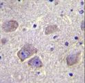 WDR27 Antibody - WDR27 Antibody immunohistochemistry of formalin-fixed and paraffin-embedded human brain tissue followed by peroxidase-conjugated secondary antibody and DAB staining.