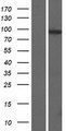 WDR27 Protein - Western validation with an anti-DDK antibody * L: Control HEK293 lysate R: Over-expression lysate