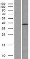 WDR45L Protein - Western validation with an anti-DDK antibody * L: Control HEK293 lysate R: Over-expression lysate
