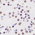 WDR5 Antibody - Immunohistochemical analysis of WDR5 staining in human kidney formalin fixed paraffin embedded tissue section. The section was pre-treated using heat mediated antigen retrieval with sodium citrate buffer (pH 6.0). The section was then incubated with the antibody at room temperature and detected using an HRP conjugated compact polymer system. DAB was used as the chromogen. The section was then counterstained with hematoxylin and mounted with DPX.