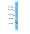 WDR59 Antibody - Western blot of Human 293T. WDR59 antibody dilution 1.0 ug/ml.  This image was taken for the unconjugated form of this product. Other forms have not been tested.