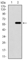 WDR66 Antibody - Western blot using WDR66 monoclonal antibody against HEK293 (1) and WDR66 (AA: 1-250)-hIgGFc transfected HEK293 (2) cell lysate.
