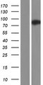 WDR70 Protein - Western validation with an anti-DDK antibody * L: Control HEK293 lysate R: Over-expression lysate