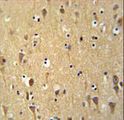 WDR73 Antibody - WDR73 Antibody immunohistochemistry of formalin-fixed and paraffin-embedded human brain tissue followed by peroxidase-conjugated secondary antibody and DAB staining.