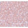 WDR74 Antibody - Immunohistochemistry of NSA1 in rat liver tissue with NSA1 antibody at 5 µg/mL.