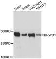 WDR9 / BRWD1 Antibody - Western blot analysis of extracts of various cell lines, using BRWD1 antibody at 1:3000 dilution. The secondary antibody used was an HRP Goat Anti-Rabbit IgG (H+L) at 1:10000 dilution. Lysates were loaded 25ug per lane and 3% nonfat dry milk in TBST was used for blocking. An ECL Kit was used for detection and the exposure time was 5s.