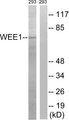 WEE1 Antibody - Western blot analysis of lysates from 293 cells, using WEE1 Antibody. The lane on the right is blocked with the synthesized peptide.