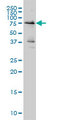 WEE1 Antibody - WEE1 monoclonal antibody (M01A), clone 5B6 Western Blot analysis of WEE1 expression in HeLa NE.
