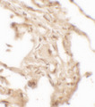 WFDC2 / HE4 Antibody - Immunohistochemistry of WFDC2 in human lung tissue with WFDC2 antibody at 2.5 ug/ml.
