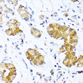WFDC2 / HE4 Antibody - Immunohistochemistry of paraffin-embedded human stomach tissue.