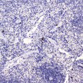 WFDC2 / HE4 Antibody - IHC analysis of HE4 using anti-HE4 antibody. HE4 was detected in paraffin-embedded section of rat spleen tissue . Heat mediated antigen retrieval was performed in citrate buffer (pH6, epitope retrieval solution) for 20 mins. The tissue section was blocked with 10% goat serum. The tissue section was then incubated with 2µg/ml rabbit anti-HE4 Antibody overnight at 4°C. Biotinylated goat anti-rabbit IgG was used as secondary antibody and incubated for 30 minutes at 37°C. The tissue section was developed using Strepavidin-Biotin-Complex (SABC) with DAB as the chromogen.