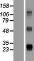 WFDC3 Protein - Western validation with an anti-DDK antibody * L: Control HEK293 lysate R: Over-expression lysate