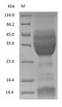 Gliadin Protein - (Tris-Glycine gel) Discontinuous SDS-PAGE (reduced) with 5% enrichment gel and 15% separation gel.