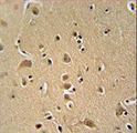 WIPF2 / WIRE Antibody - WIPF2 antibody immunohistochemistry of formalin-fixed and paraffin-embedded human brain tissue followed by peroxidase-conjugated secondary antibody and DAB staining.