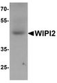 WIPI2 Antibody - Western blot analysis of WIPI2 in human testis tissue lysate with WIPI2 antibody at 1 ug/ml