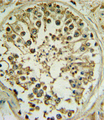 WNT1 Antibody - WNT1 Antibody IHC of formalin-fixed and paraffin-embedded human testis followed by peroxidase-conjugated secondary antibody and DAB staining.