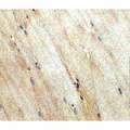 WNT10A Antibody - Immunohistochemistry of Wnt10a in mouse skeletal muscle tissue with Wnt10a antibody at 5 µg/ml.