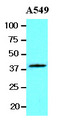 WNT3A Antibody - The lysates of A549 (20 ug) were resolved by SDS-PAGE, transferred to NC membrane and probed with anti-human Wnt3a (1:1000). Proteins were visualized using a goat anti-mouse secondary antibody conjugated to HRP and an ECL detection system.