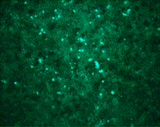 WNV Core Antibody - Immunocytochemical staining of transfected Vero cells using WNV Core antibody at 20 ug/mL.