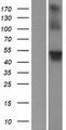 WRAP73 / WDR8 Protein - Western validation with an anti-DDK antibody * L: Control HEK293 lysate R: Over-expression lysate