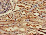 WSB1 Antibody - Immunohistochemistry image of paraffin-embedded human kidney tissue at a dilution of 1:100