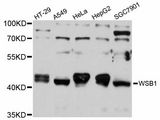 WSB1 Antibody - Western blot analysis of extracts of various cell lines, using WSB1 antibody at 1:1000 dilution. The secondary antibody used was an HRP Goat Anti-Rabbit IgG (H+L) at 1:10000 dilution. Lysates were loaded 25ug per lane and 3% nonfat dry milk in TBST was used for blocking. An ECL Kit was used for detection and the exposure time was 10s.