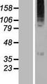 WSB2 Protein - Western validation with an anti-DDK antibody * L: Control HEK293 lysate R: Over-expression lysate