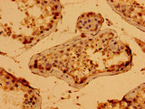 WWC2 Antibody - Immunohistochemistry image of paraffin-embedded human testis tissue at a dilution of 1:100