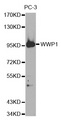 WWP1 Antibody - Western blot analysis of extracts of PC-3 cell line, using WWP1 antibody.