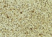 WWP1 Antibody - 1:100 staining mouse liver tissue by IHC-P. The sample was formaldehyde fixed and a heat mediated antigen retrieval step in citrate buffer was performed. The sample was then blocked and incubated with the antibody for 1.5 hours at 22°C. An HRP conjugated goat anti-rabbit antibody was used as the secondary.