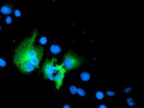WWTR1 / TAZ Antibody - Anti-WWTR1 mouse monoclonal antibody immunofluorescent staining of COS7 cells transiently transfected by pCMV6-ENTRY WWTR1.