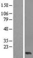 XAGE2 Protein - Western validation with an anti-DDK antibody * L: Control HEK293 lysate R: Over-expression lysate