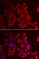 XCL1 / Lymphotactin Antibody - Immunofluorescence analysis of U2OS cells using XCL1 Polyclonal Antibody.