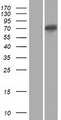 XKR5 Protein - Western validation with an anti-DDK antibody * L: Control HEK293 lysate R: Over-expression lysate